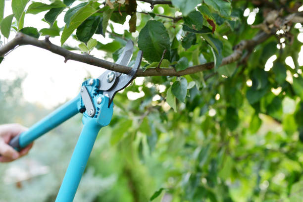 Emergency Storm Tree Removal in Vilonia, AR